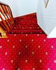 2nd image thumbnail of ROYAL CORONET REGAL RED