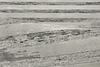 3rd image thumbnail of REMY PUMICE