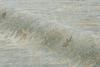 2nd image thumbnail of LASSIE BLUE
