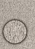 1st image thumbnail of FASCINOSA 30 GREY